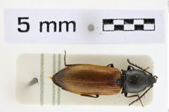 Foto (Dorsalansicht) von Anostirus gabilloti (NHMW-ZOO-COL-0008651)
